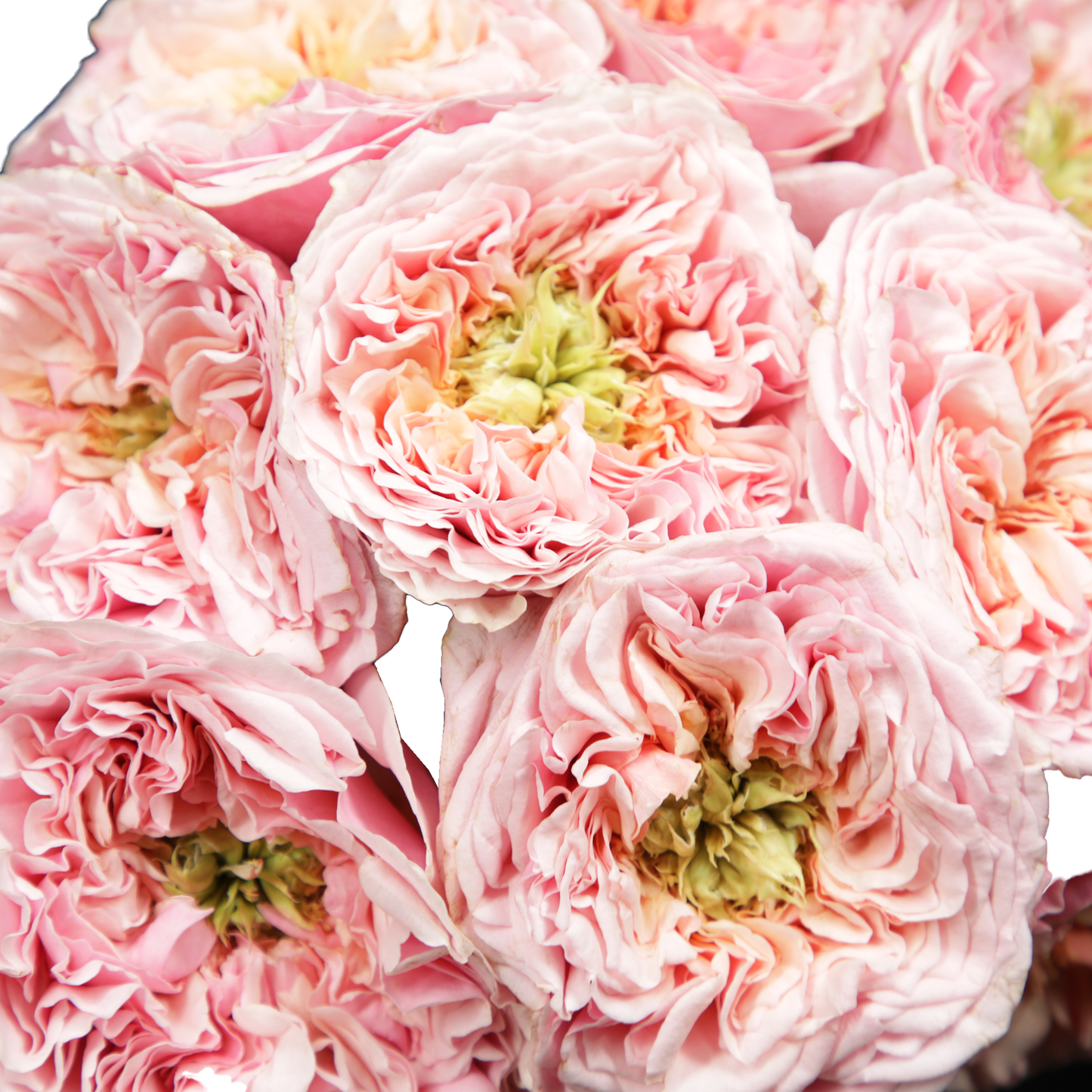 Pink Miyabi Garden Roses