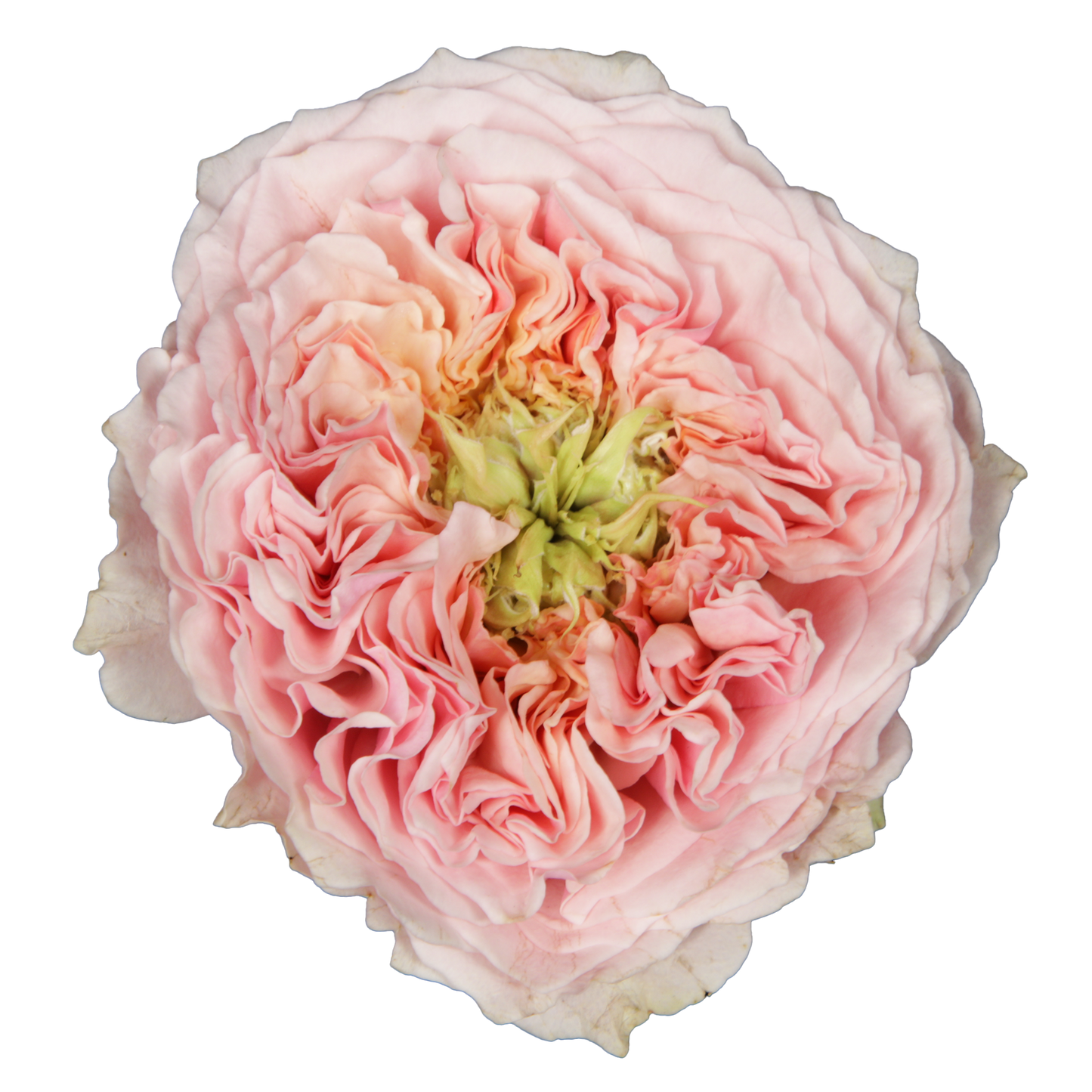 Pink Miyabi Garden Roses