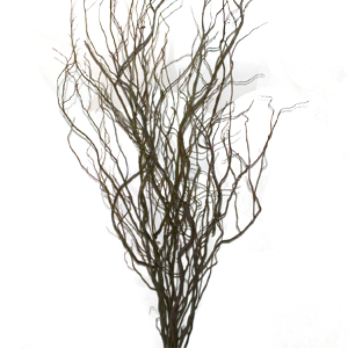 Curly Willow Branches