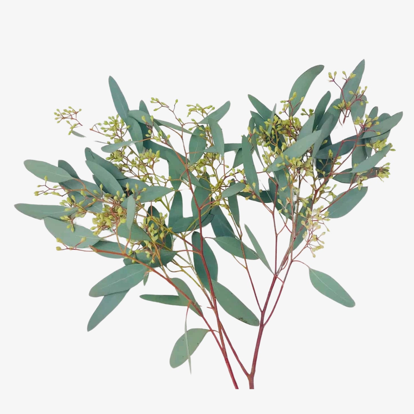 Seeded Eucalyptus Nicholii