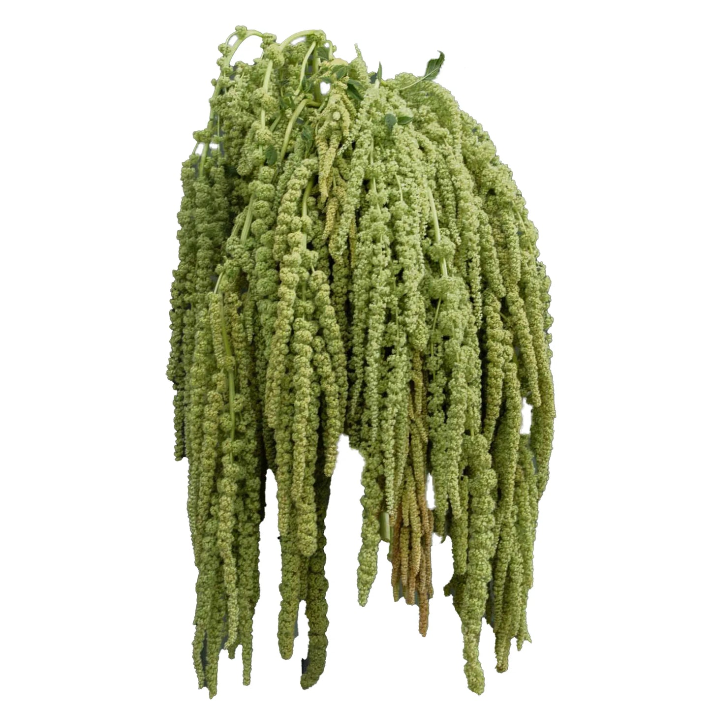 Green Hanging Amaranthus