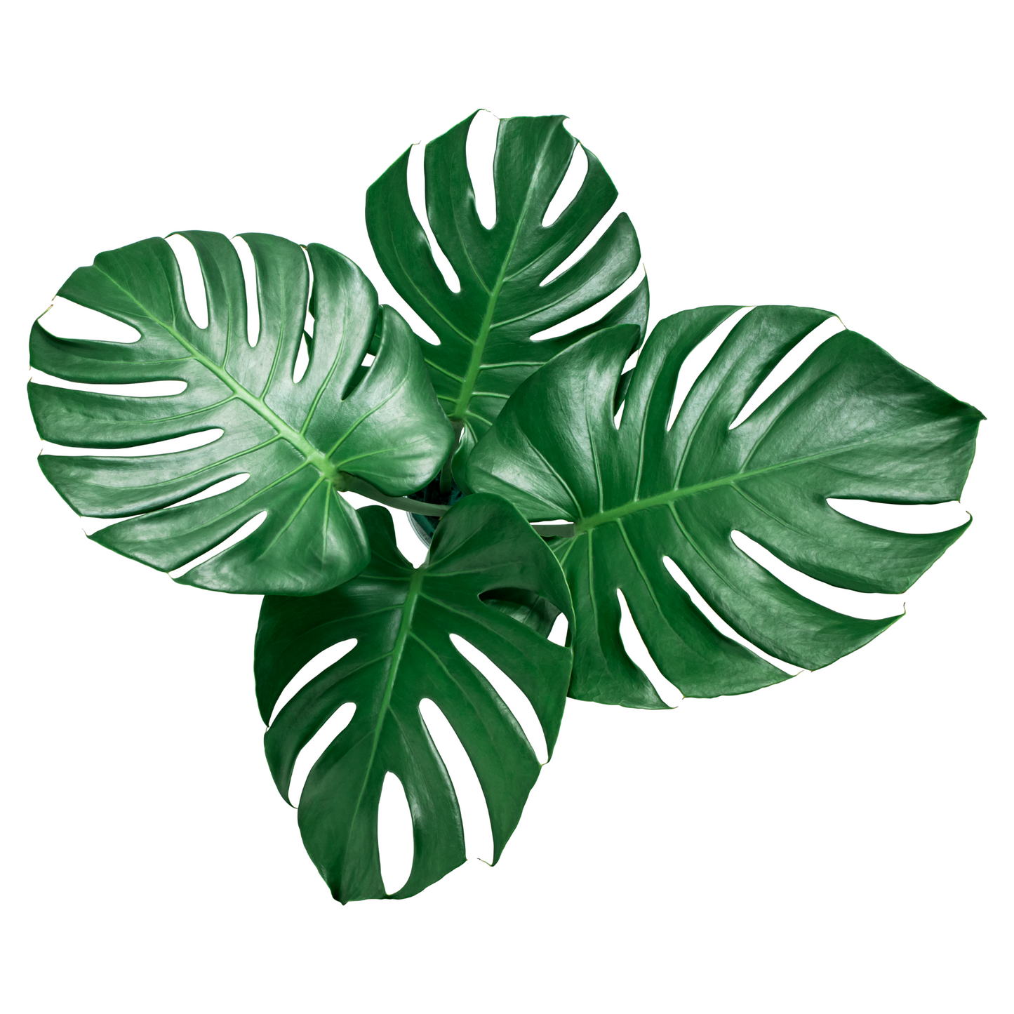 Large Monstera Leaves