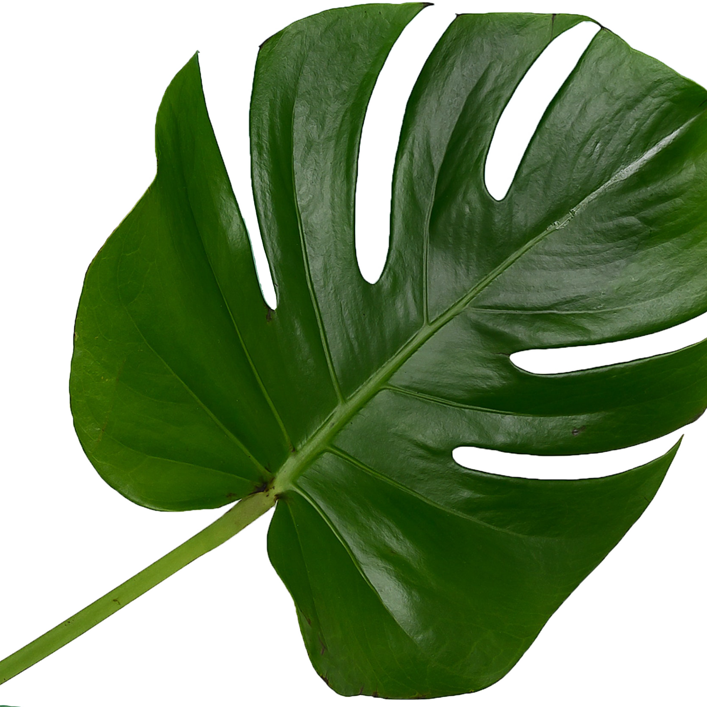 Large Monstera Leaves