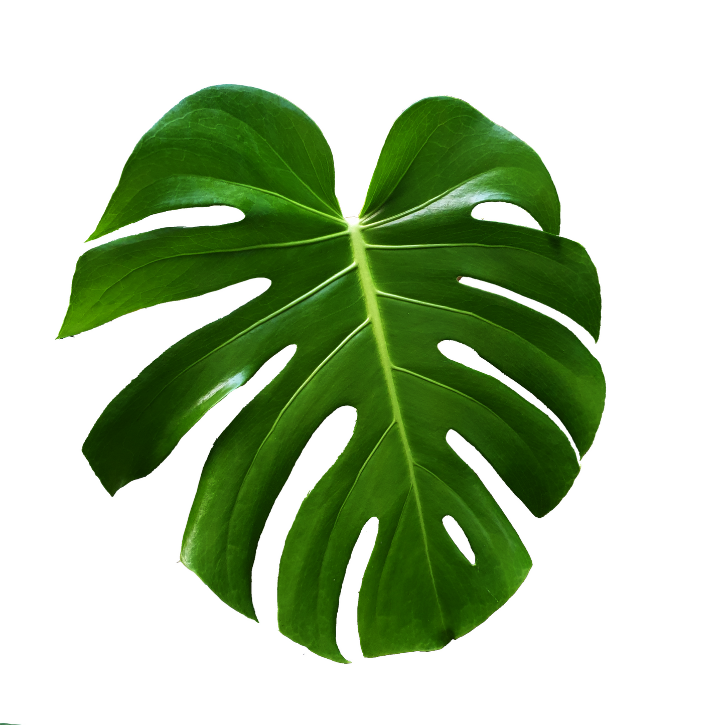 Large Monstera Leaves