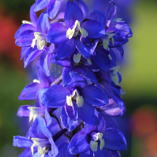 Blue Delphinium - Dark Blue