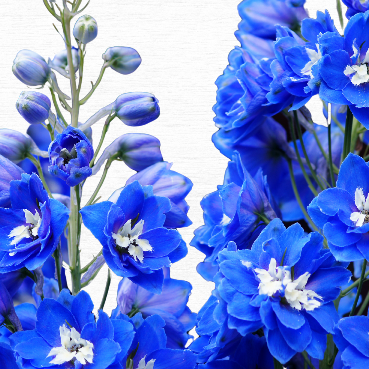 Blue Delphinium - Dark Blue