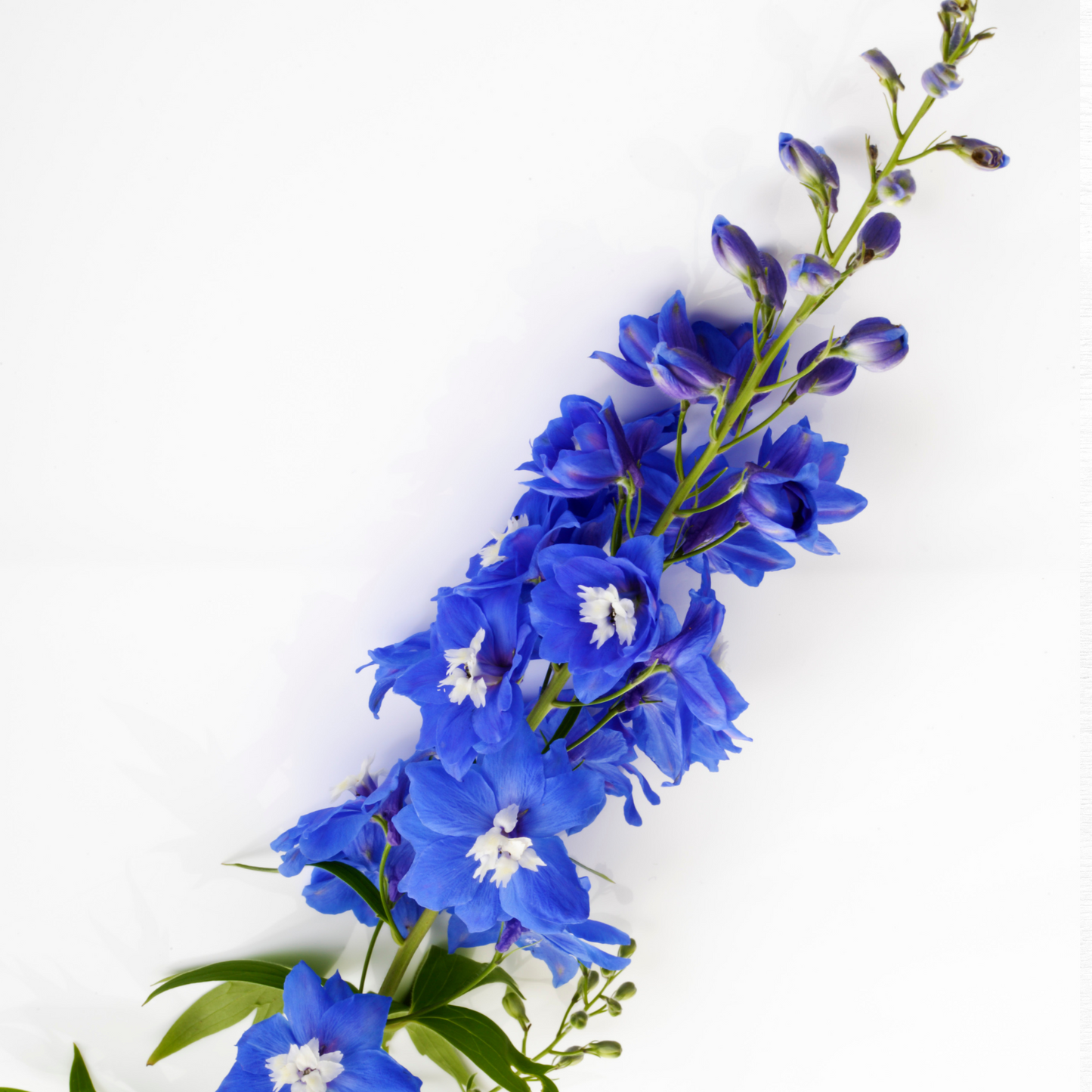 Blue Delphinium - Dark Blue