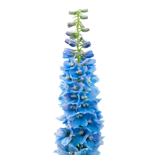 Blue Delphinium - Light Blue