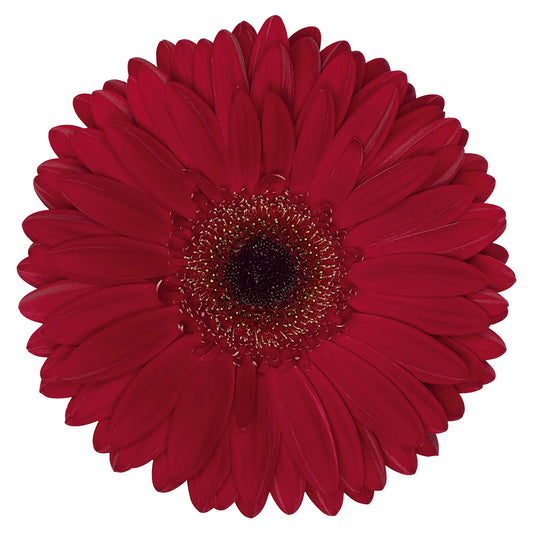 Burgundy Gerbera Daisies