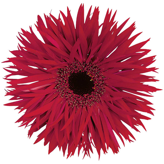 Burgundy Spider Mini Gerbera Daisies