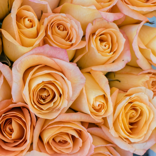 Soft Pink & Soft Orange Free Spirit Hybrid Tea Roses