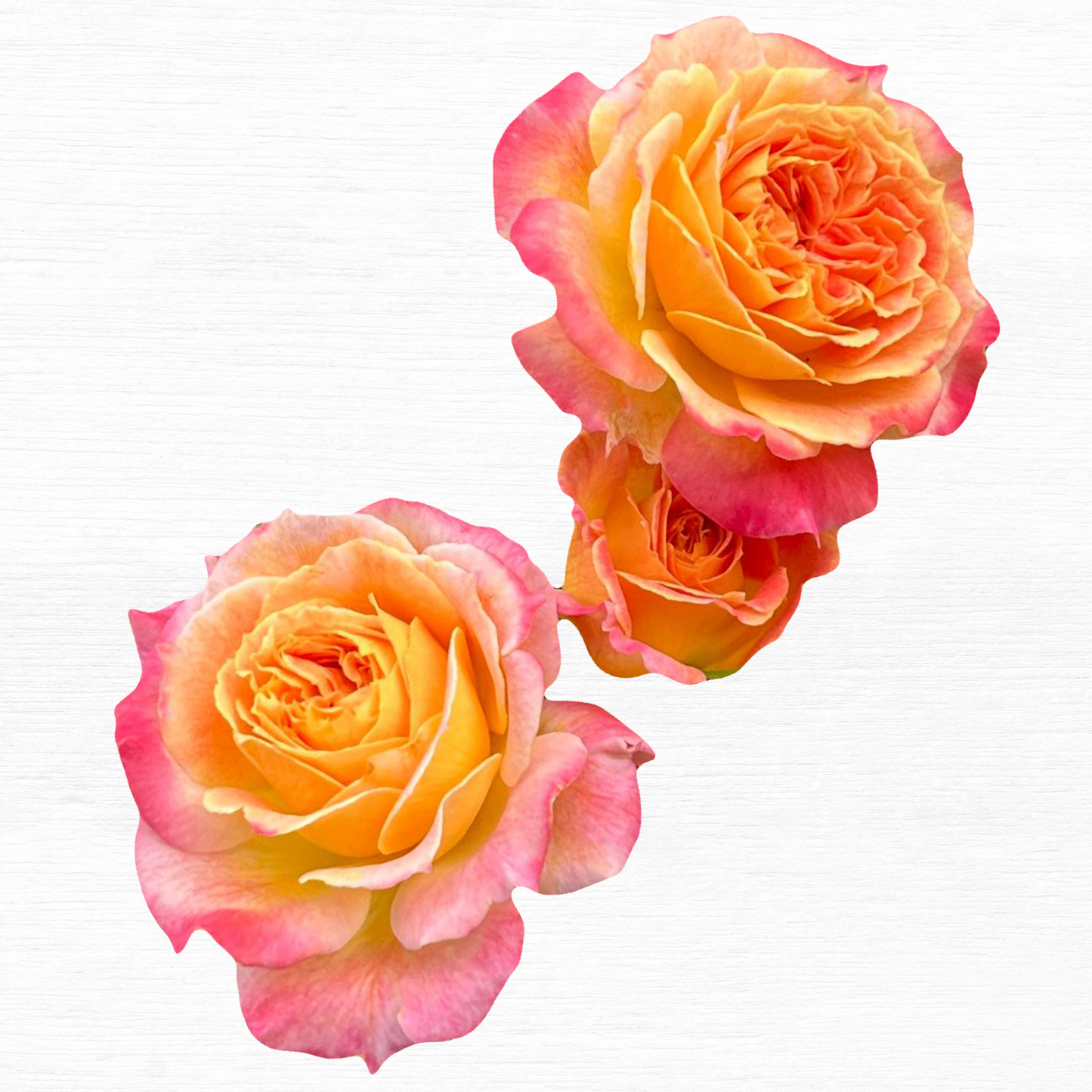 Soft Pink & Soft Orange Free Spirit Hybrid Tea Roses