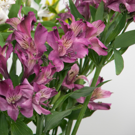 Fuchsia  Alstroemeria