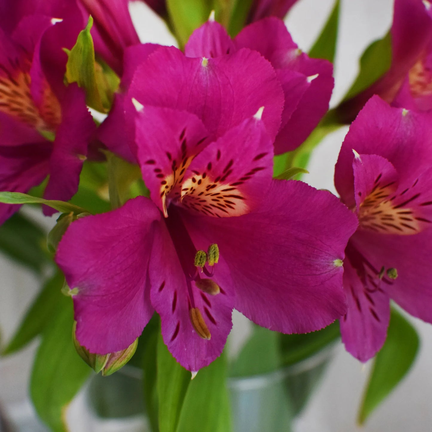 Fuchsia  Alstroemeria