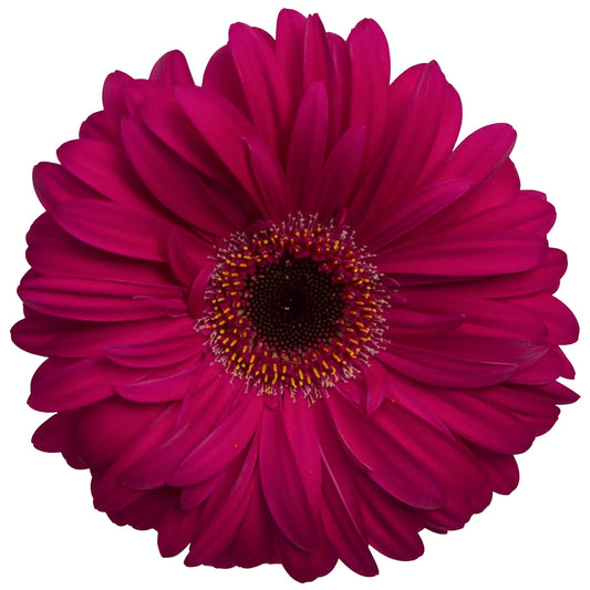 Fuchsia Gerbera Daisies