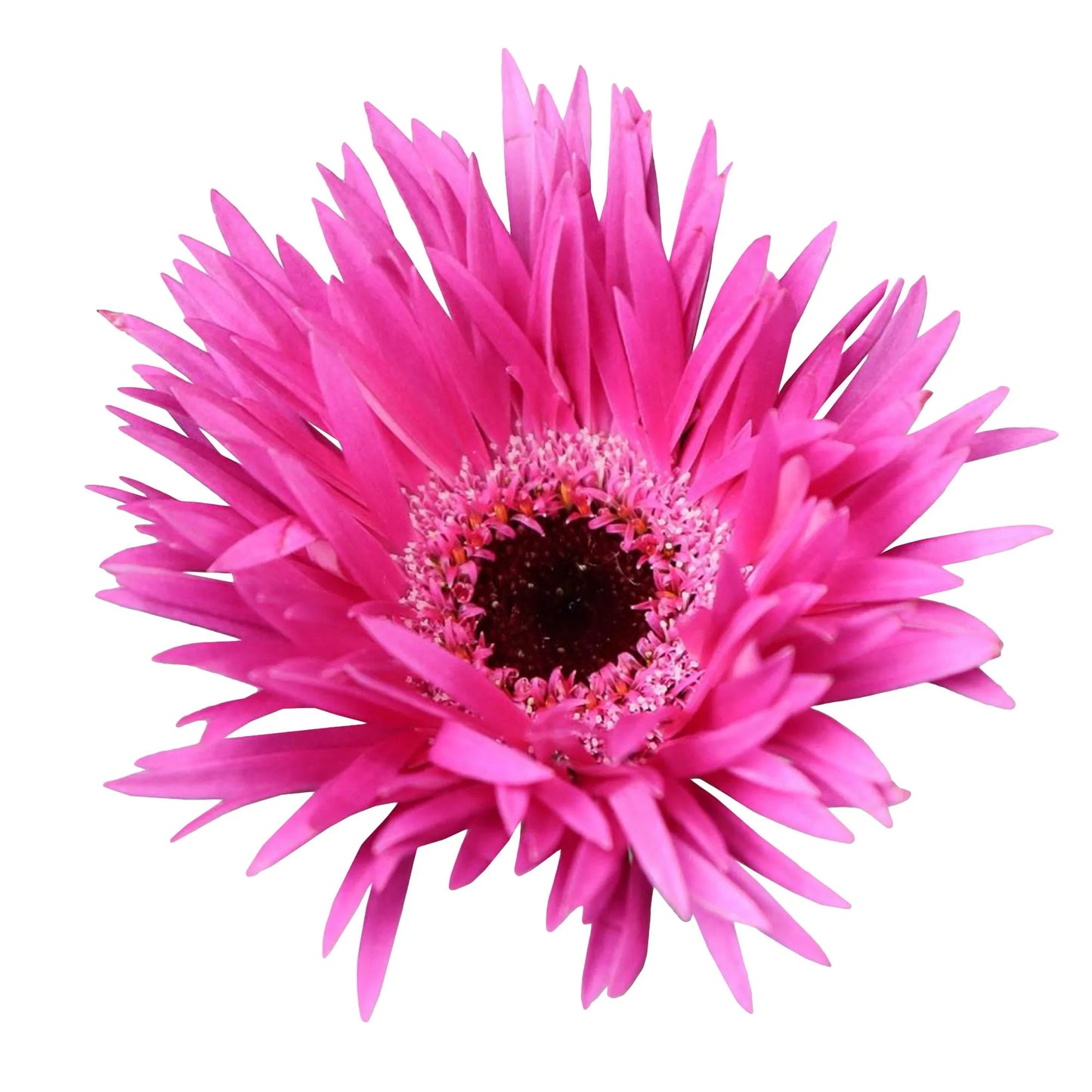 Fuchsia Spider Mini Gerbera Daisies