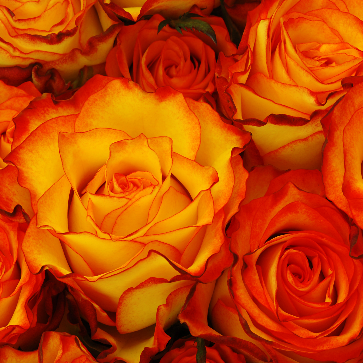 Orange & Bright Orange High Magic Hybrid Tea Roses