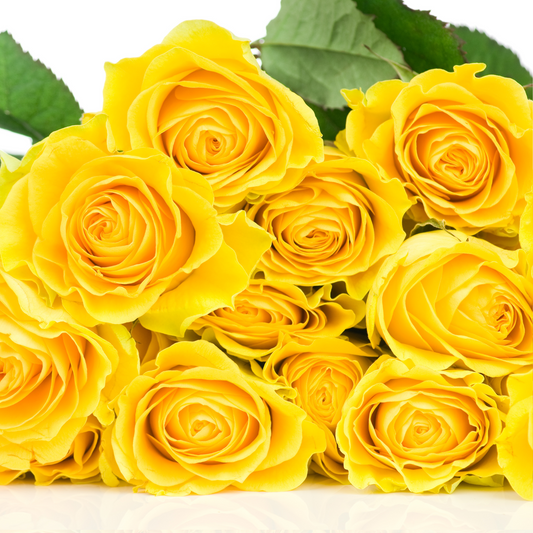 Yellow Hummer Hybrid Tea Roses