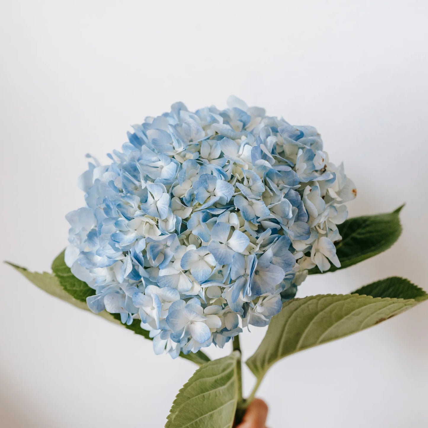 Light Blue Hydrangea