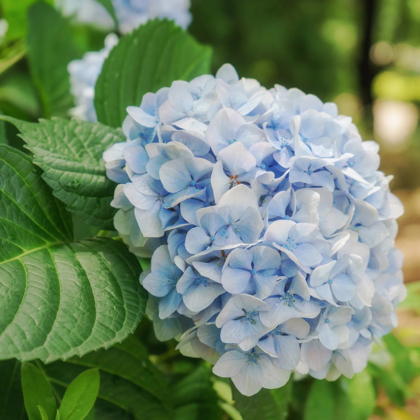 Light Blue Hydrangea