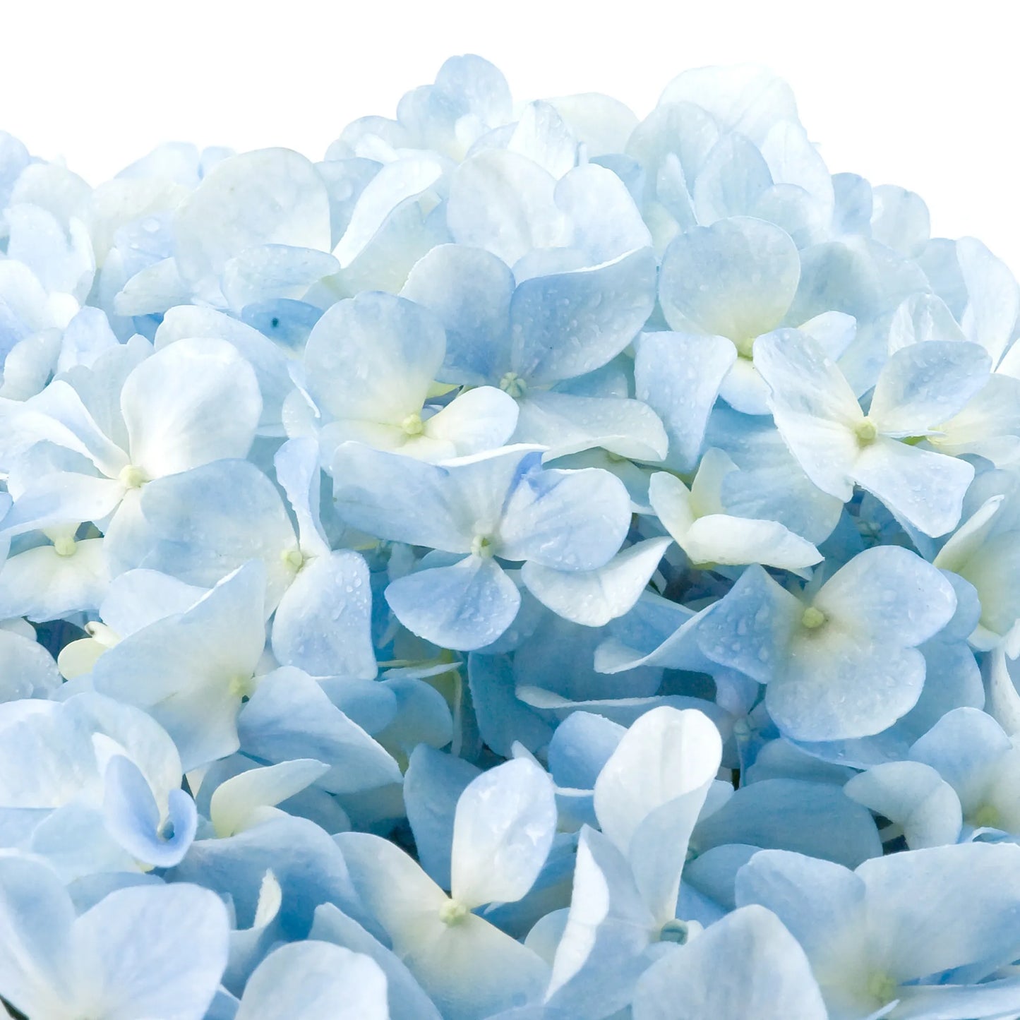 Light Blue Hydrangea