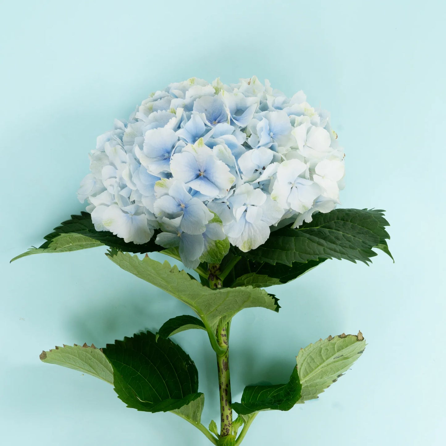 Light Blue Hydrangea