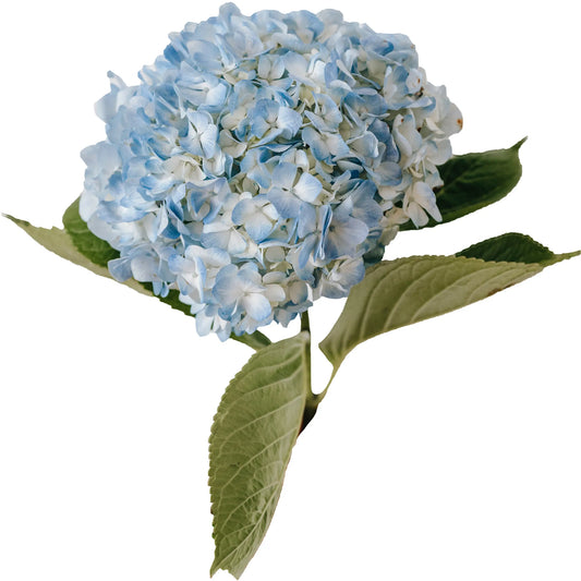 Light Blue Hydrangea