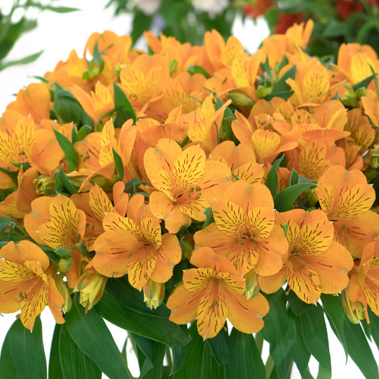 Melon Alstroemeria