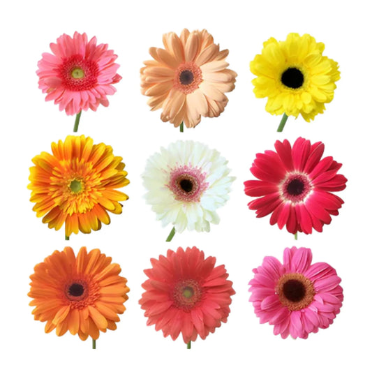 Mixed Gerbera Daisies