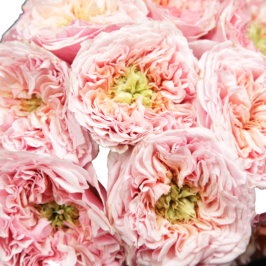 Pink Miyabi Garden Roses