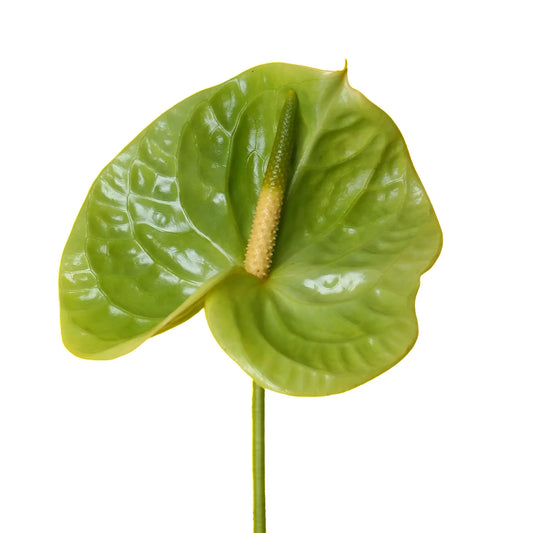 Green Anthurium