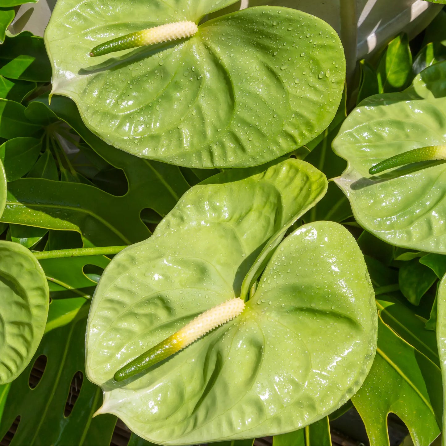 Green Anthurium