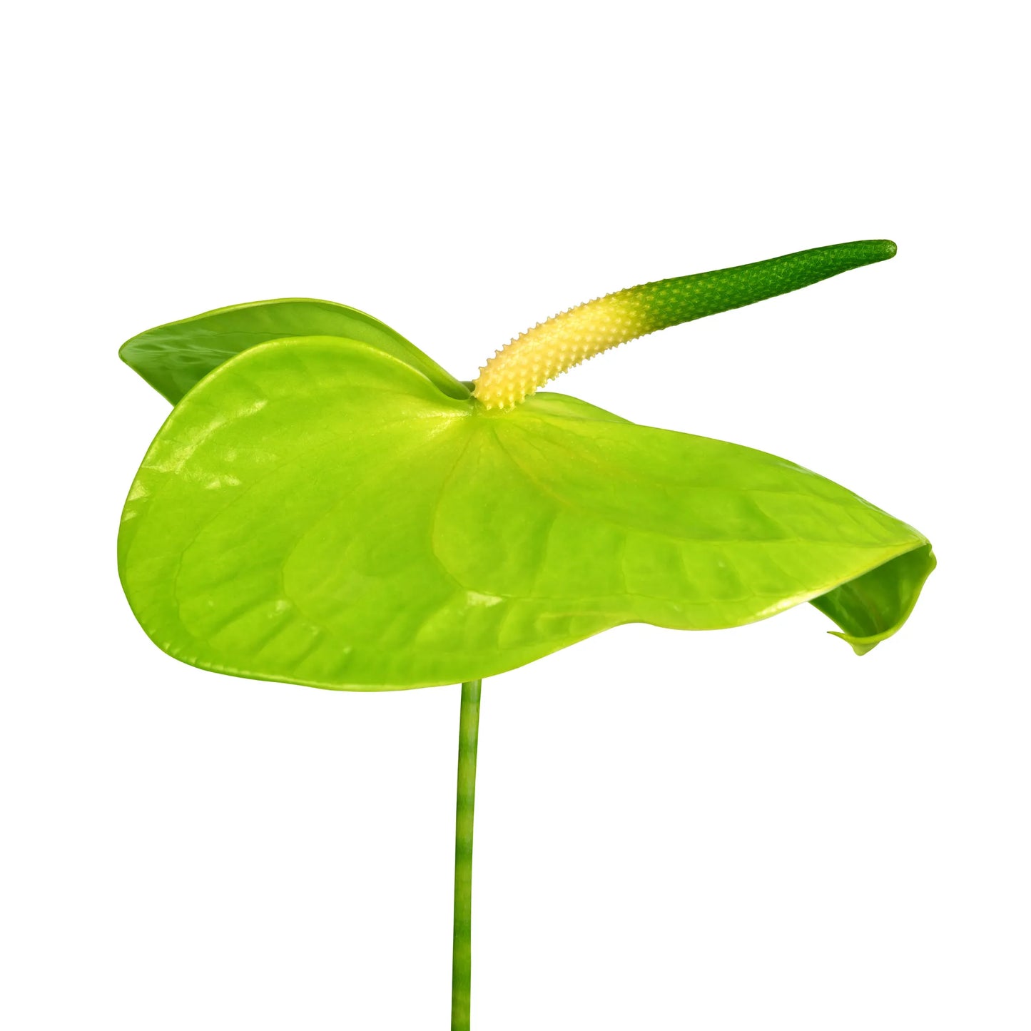 Green Anthurium