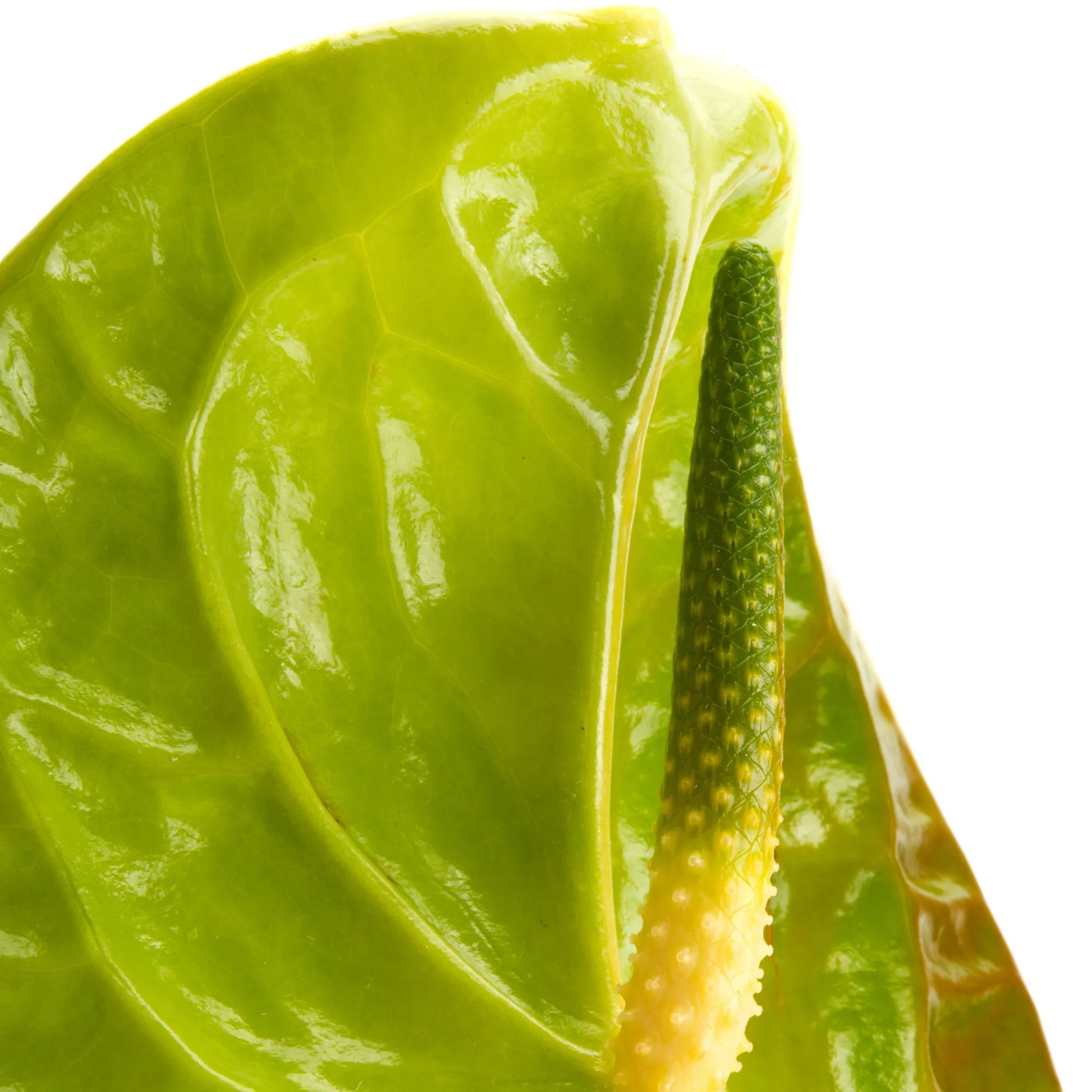 anthurium grand slam Green Anthurium – Petals In Paradise