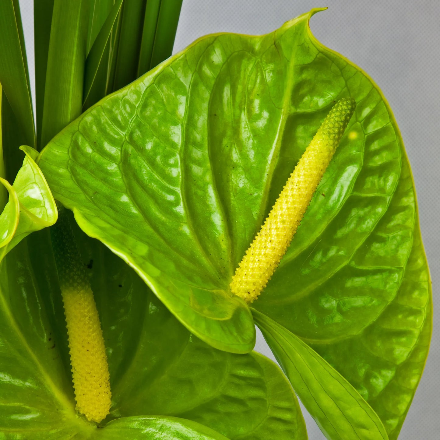 Green Anthurium