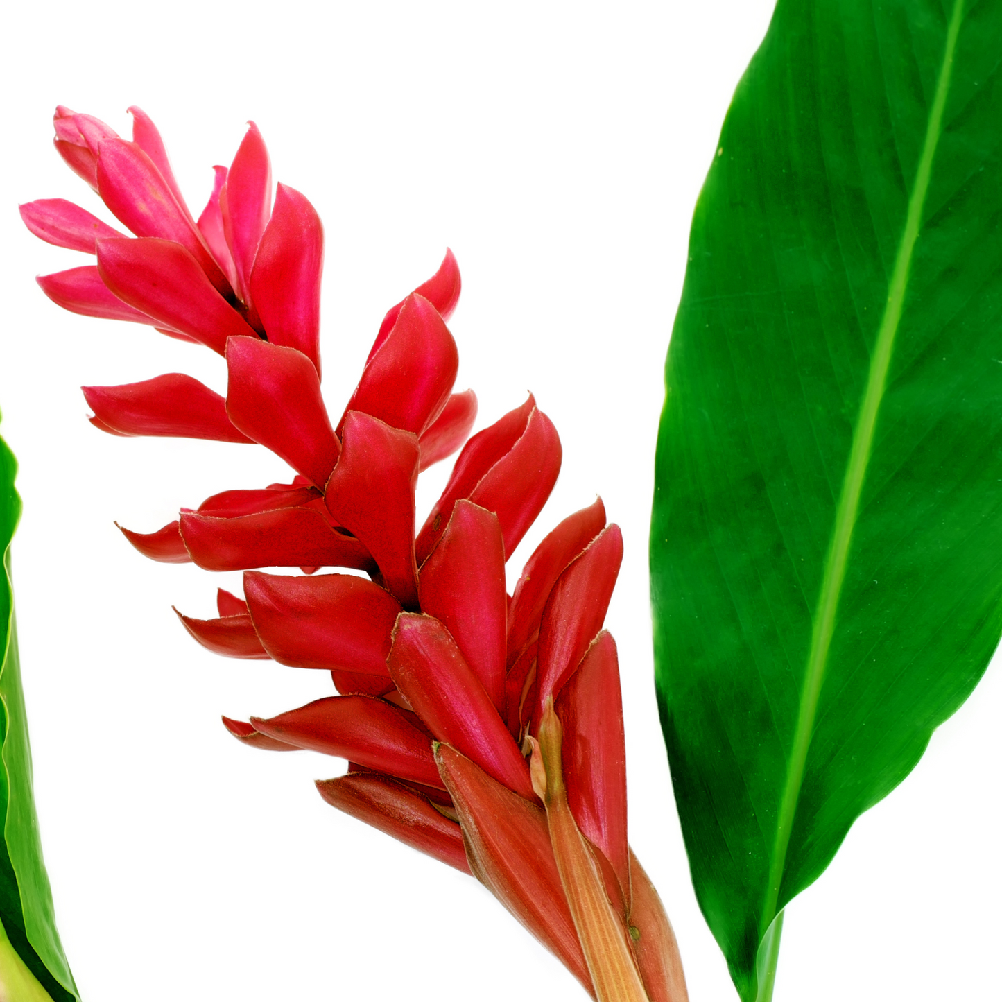 Red Ginger Flowers