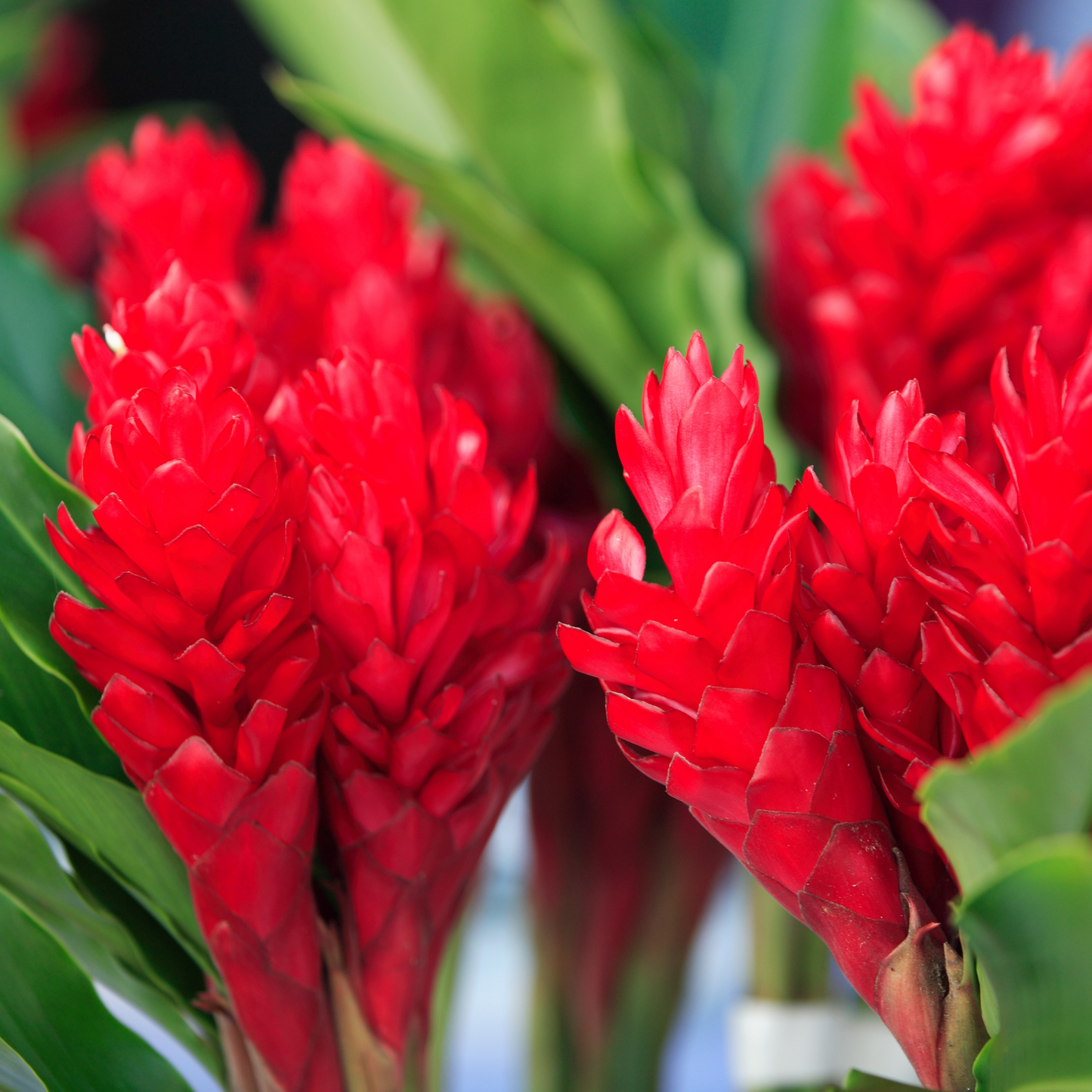 Red Ginger Flowers