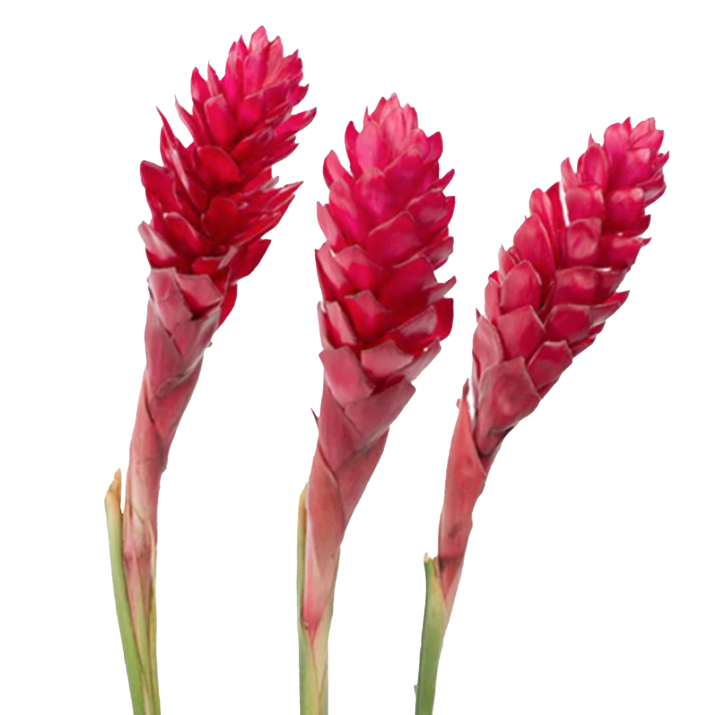 Red Ginger Flowers