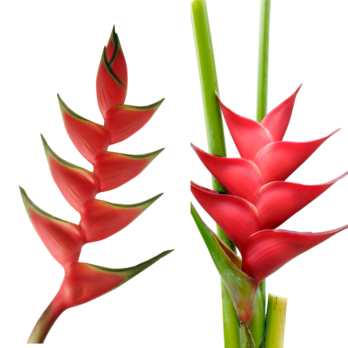 Red Heliconia Flower