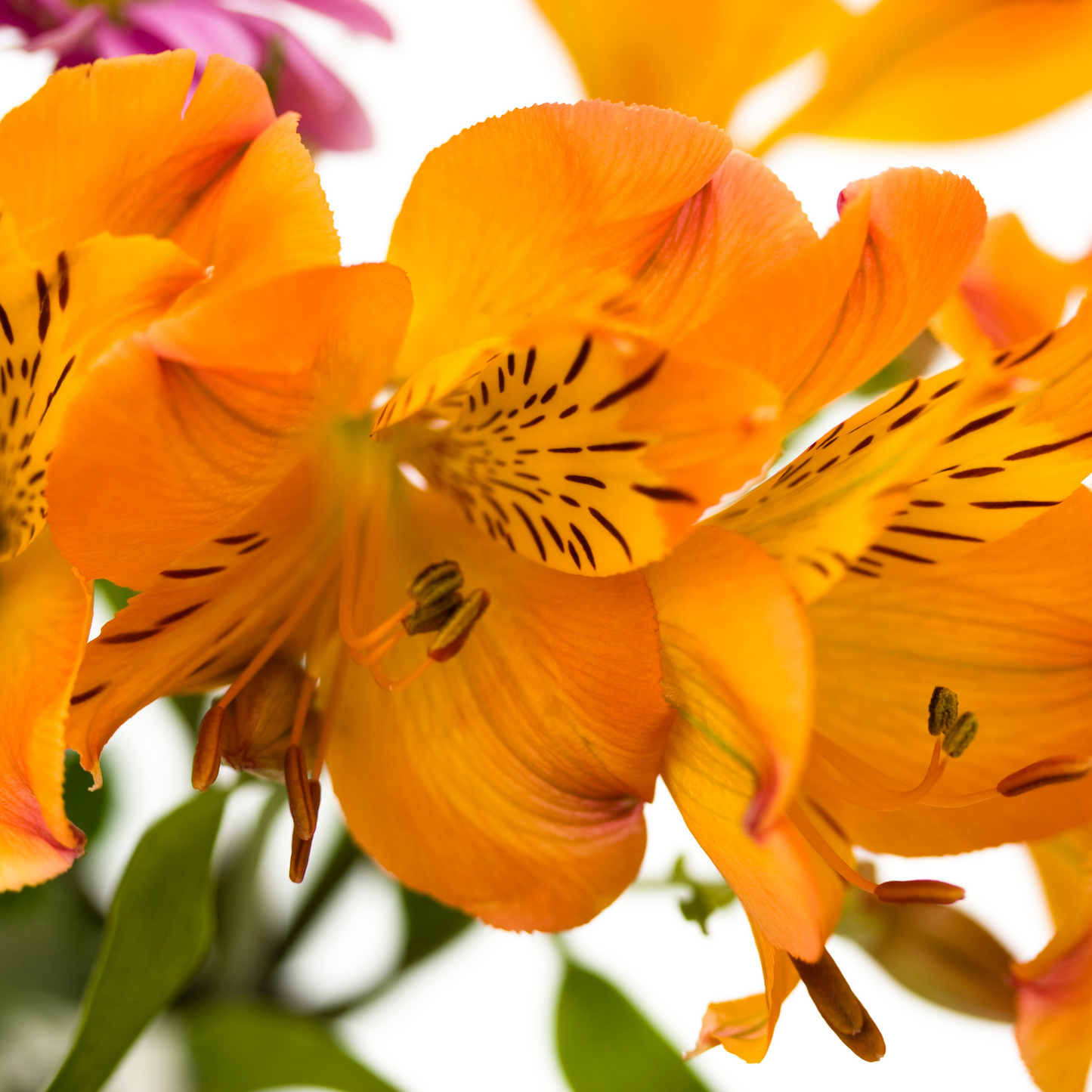 Orange Alstroemeria