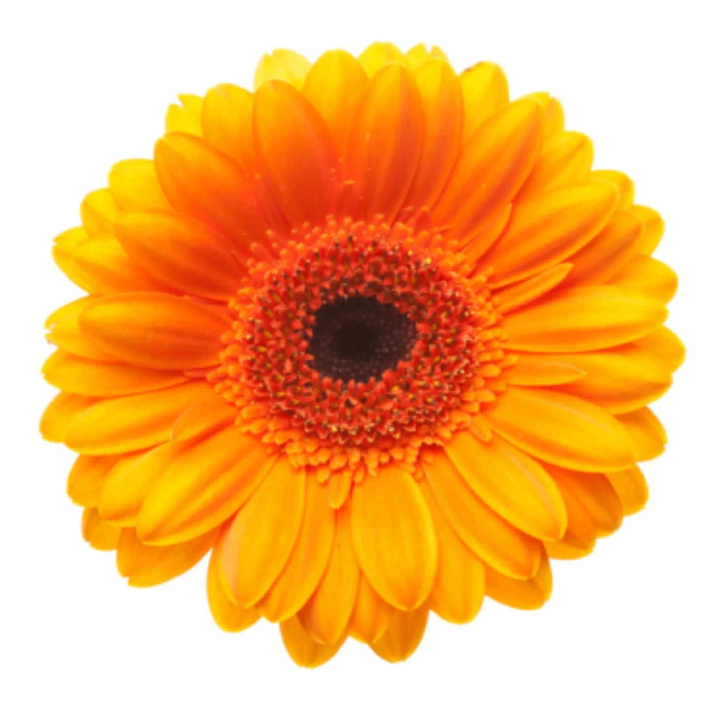 Orange Gerbera Daisies