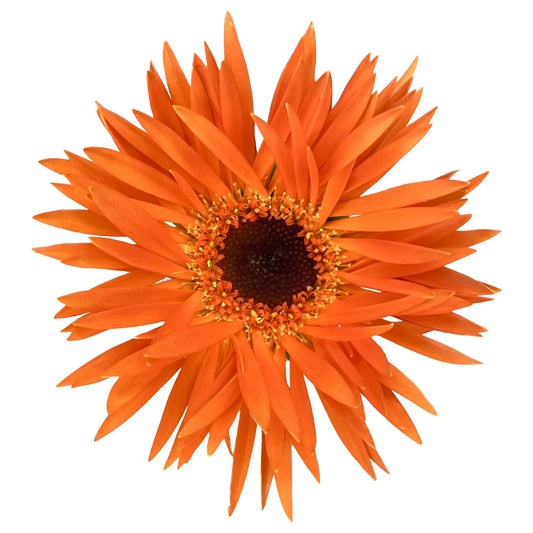 Orange Spider Mini Gerbera Daisies