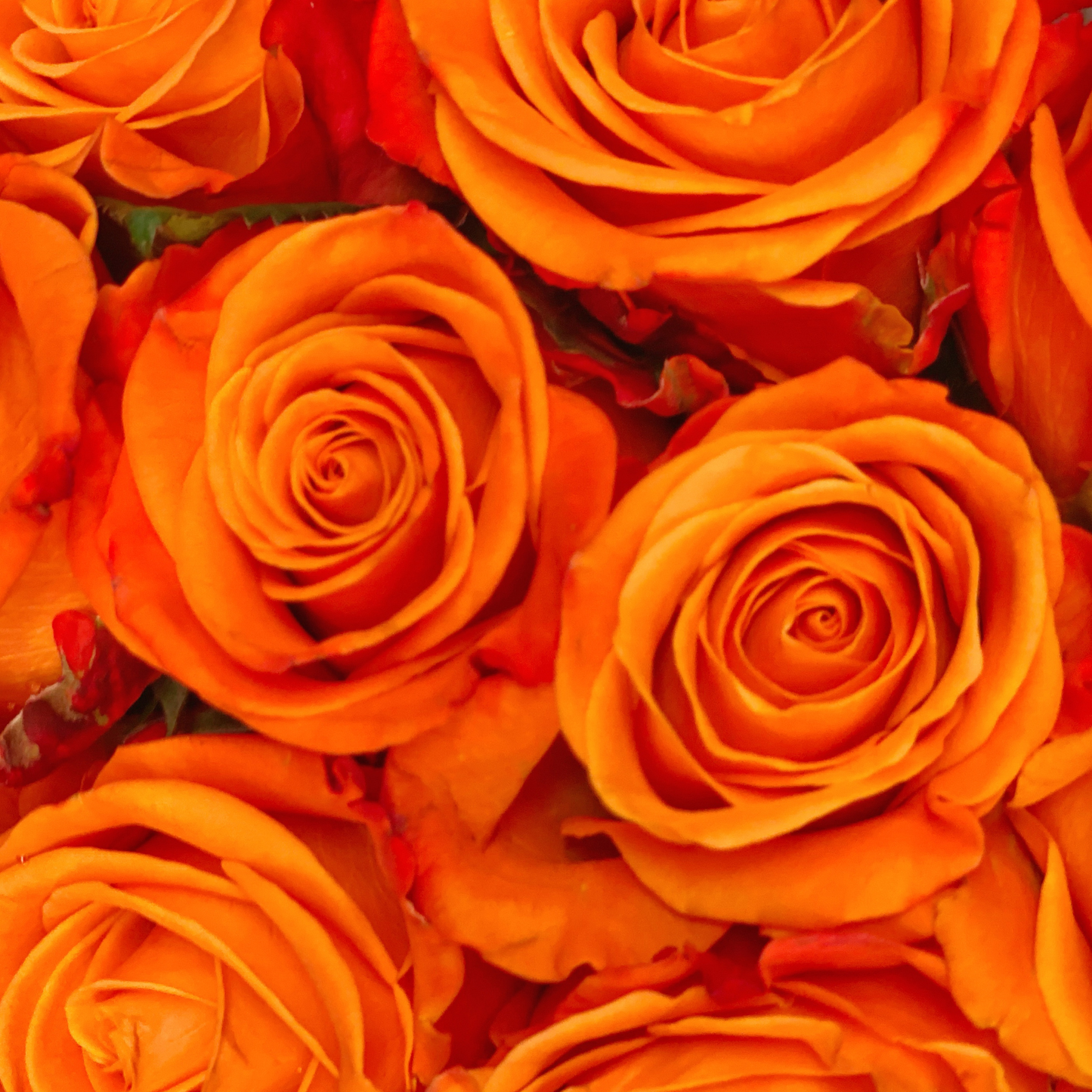 Orange Hybrid Tea Roses