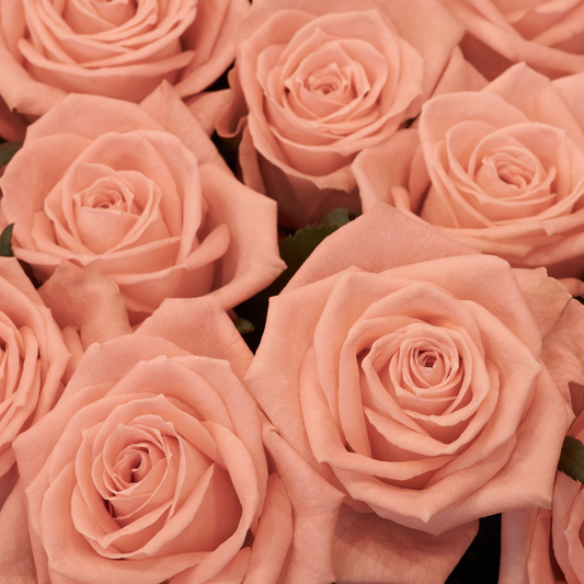 Soft Peach Oseana Hybrid Tea Roses