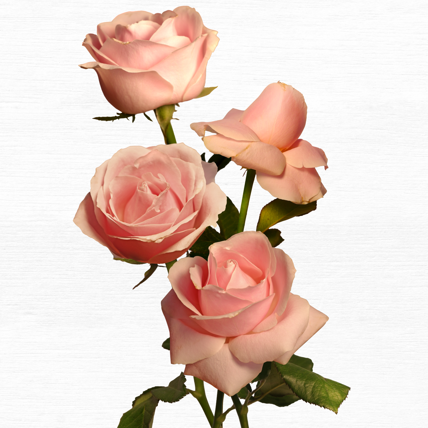 Soft Peach Oseana Hybrid Tea Roses