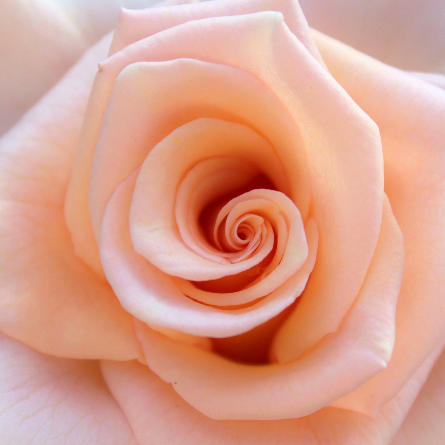 Soft Peach Oseana Hybrid Tea Roses