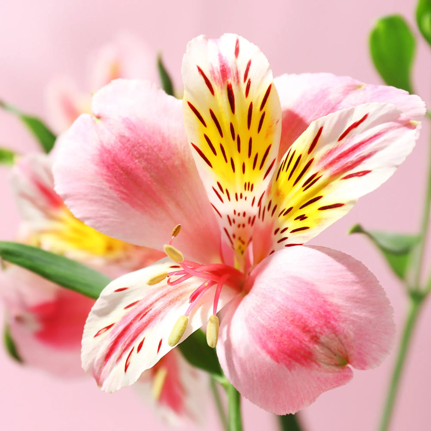 Pink Alstroemeria