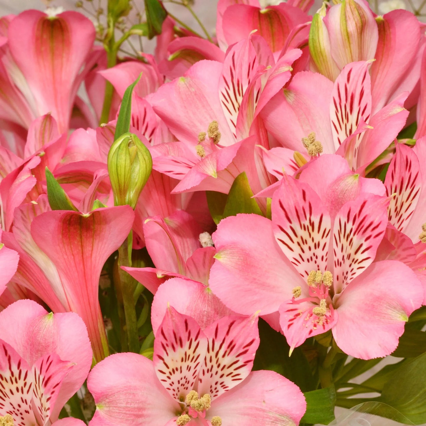 Pink Alstroemeria