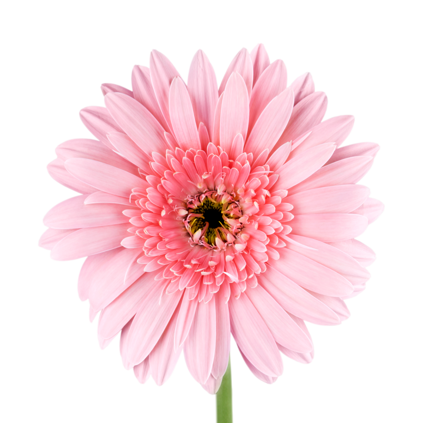 Pink Gerbera Daisies