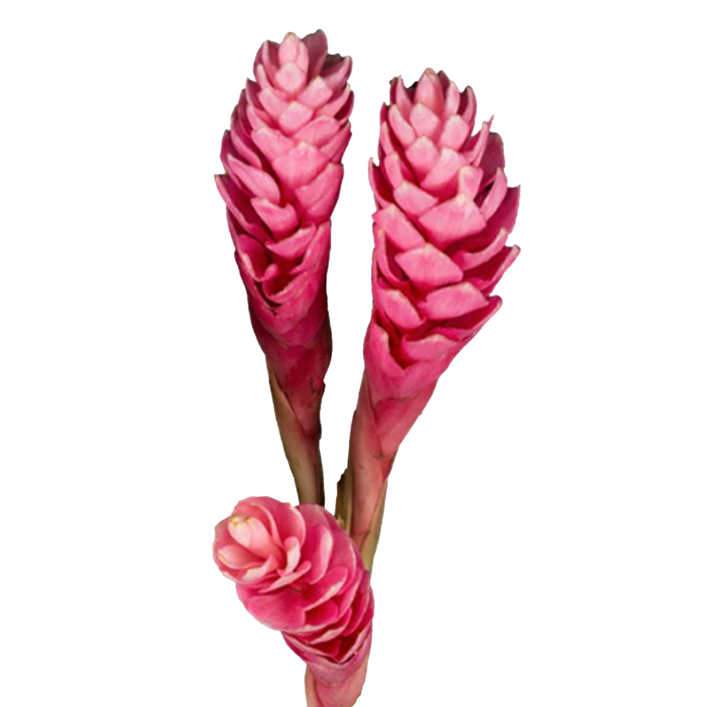 Pink Ginger Flowers